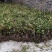 四川金银花千亩种植基地，育苗基地，烘干厂房，一条龙服务