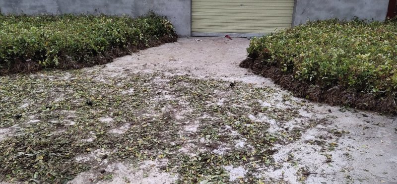 四川金银花千亩种植基地，育苗基地，烘干厂房，一条龙服务