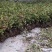 四川金银花千亩种植基地，育苗基地，烘干厂房，一条龙服务