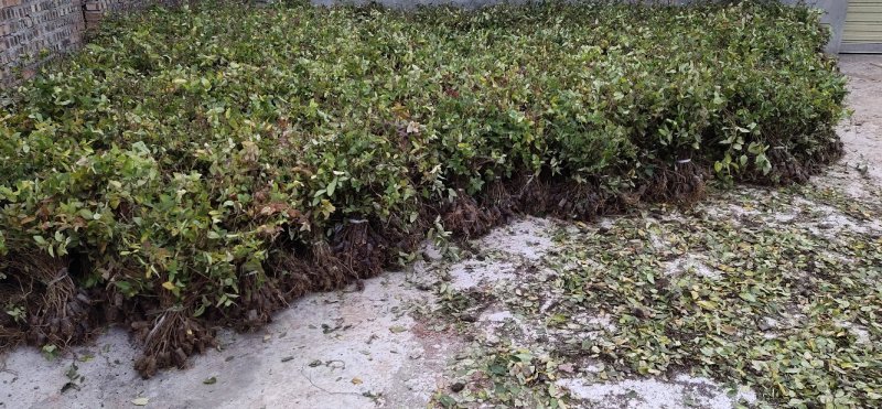 四川金银花千亩种植基地，育苗基地，烘干厂房，一条龙服务