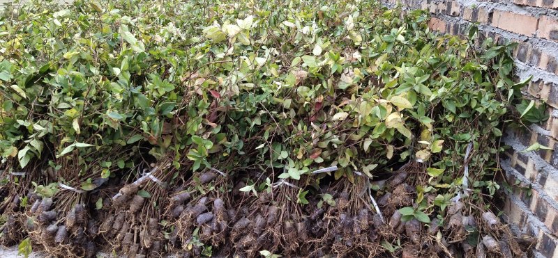 四川金银花千亩种植基地，育苗基地，烘干厂房，一条龙服务