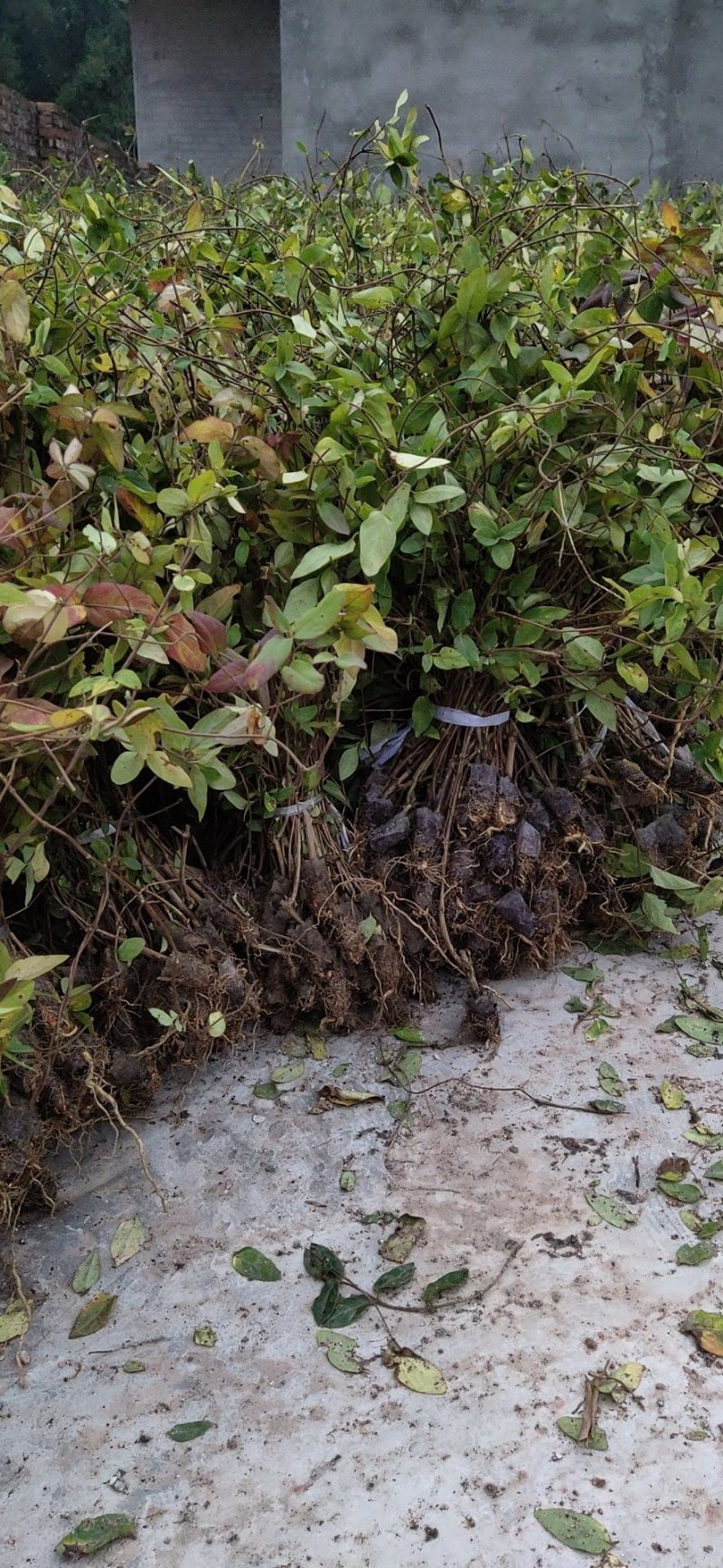四川金银花千亩种植基地，育苗基地，烘干厂房，一条龙服务