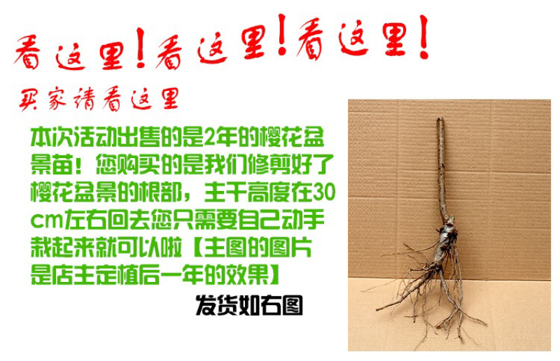 重瓣微型日本樱花室内小盆景矮化树苗盆栽早晚樱花阳台矮桩树