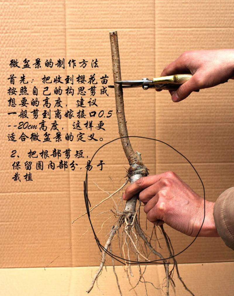 重瓣微型日本樱花室内小盆景矮化树苗盆栽早晚樱花阳台矮桩树