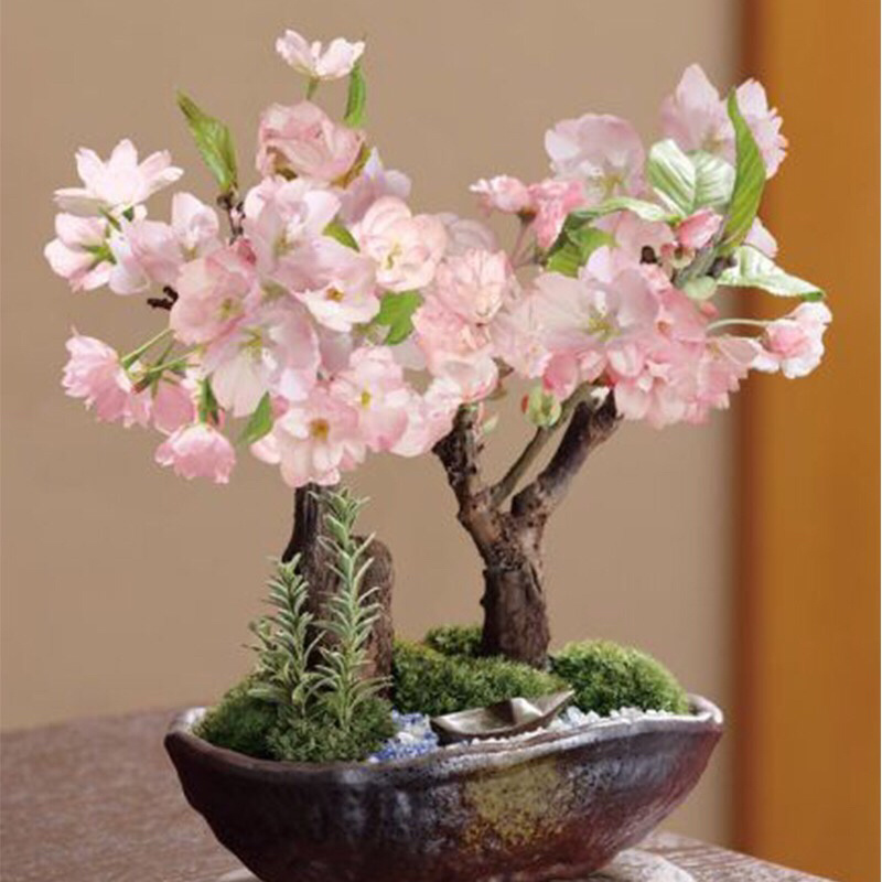 重瓣微型日本樱花室内小盆景矮化树苗盆栽早晚樱花阳台矮桩树