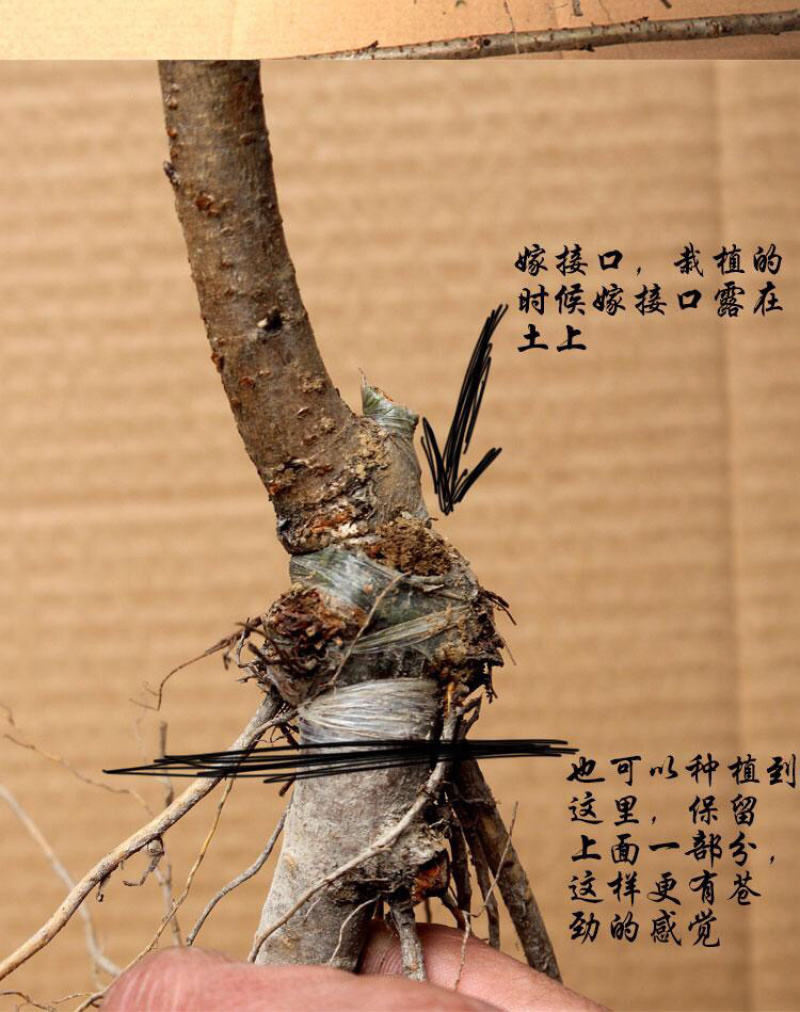 重瓣微型日本樱花室内小盆景矮化树苗盆栽早晚樱花阳台矮桩树