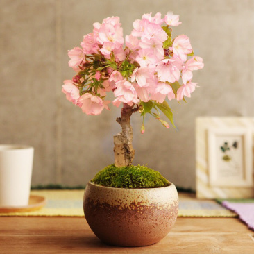 重瓣微型日本樱花室内小盆景矮化树苗盆栽早晚樱花阳台矮桩树