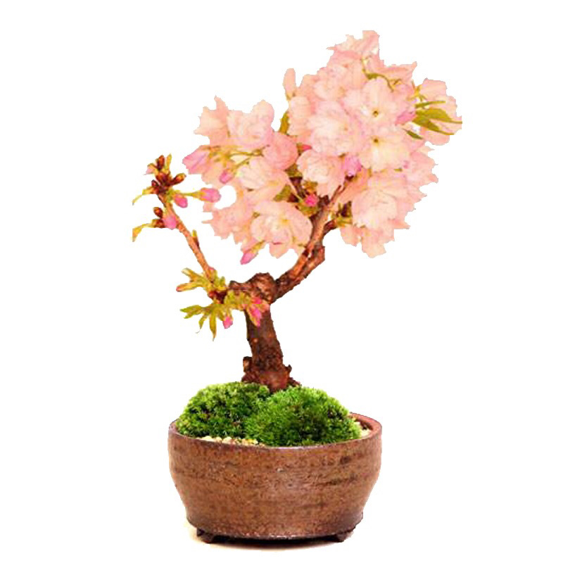 重瓣微型日本樱花室内小盆景矮化树苗盆栽早晚樱花阳台矮桩树