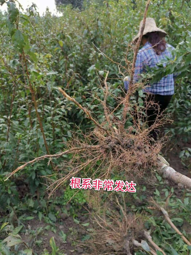 蜂糖李树苗新品种甜度高果实大抱枕品种包邮