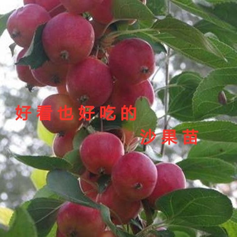 盆栽沙果苗冬红果苗海棠果苗嫁接盆栽地栽沙果树苗沙果苗