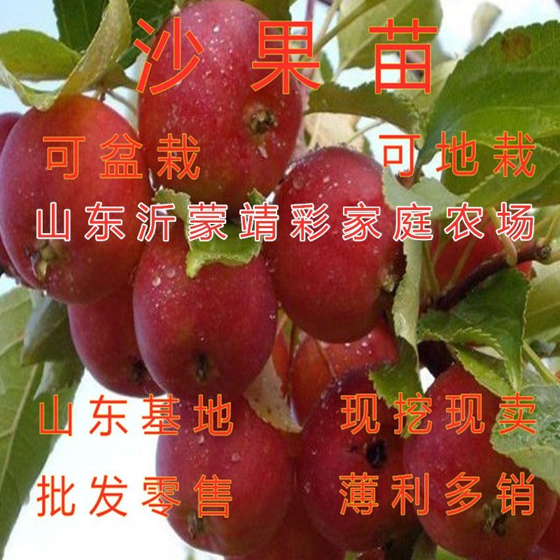 盆栽沙果苗冬红果苗海棠果苗嫁接盆栽地栽沙果树苗沙果苗