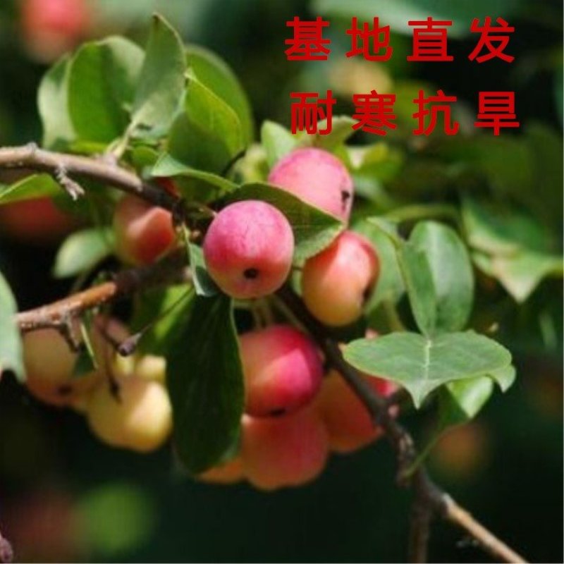 盆栽沙果苗冬红果苗海棠果苗嫁接盆栽地栽沙果树苗沙果苗