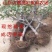 盆栽沙果苗冬红果苗海棠果苗嫁接盆栽地栽沙果树苗沙果苗
