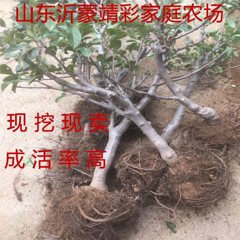 盆栽沙果苗冬红果苗海棠果苗嫁接盆栽地栽沙果树苗沙果苗