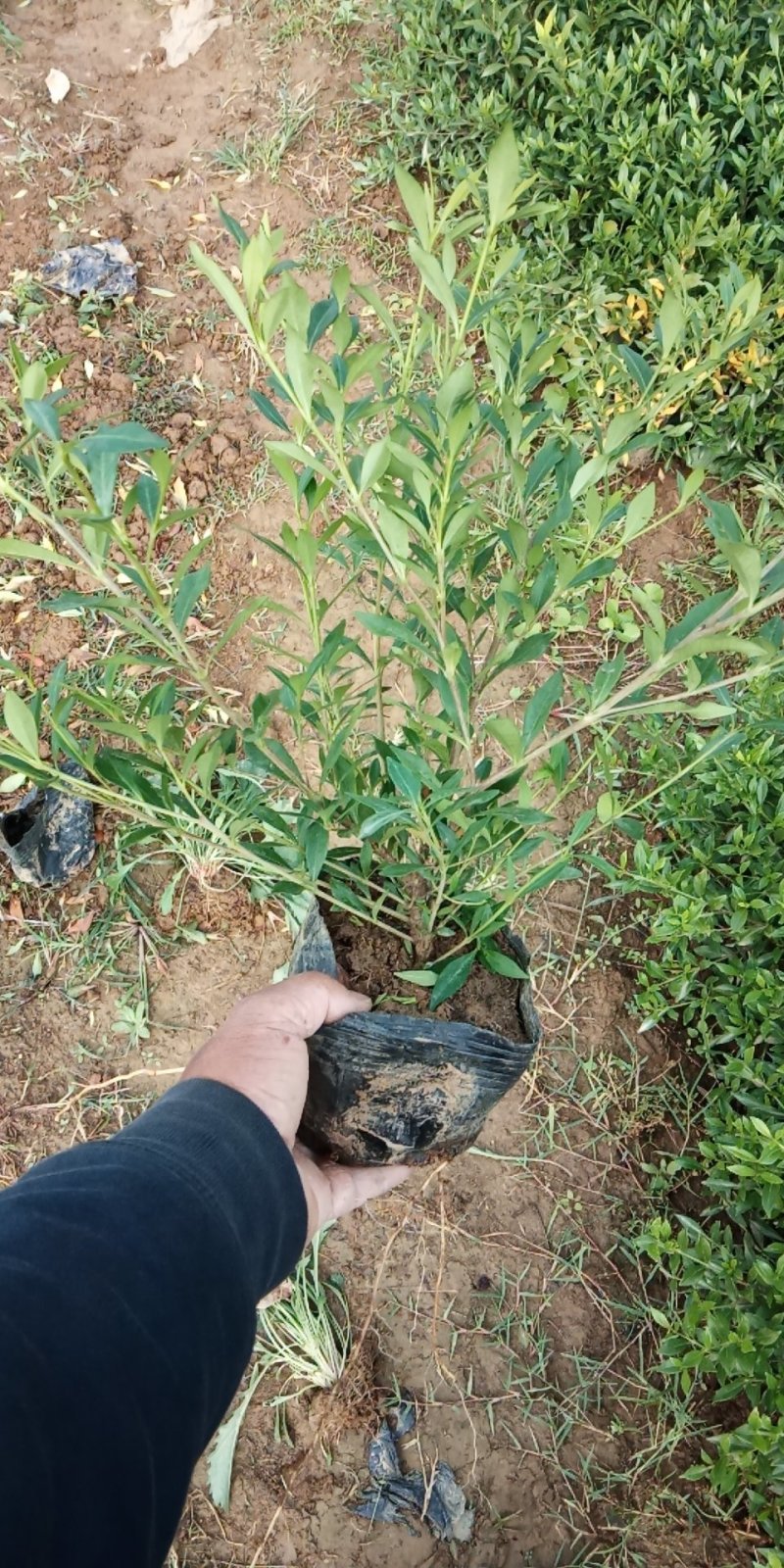 小叶栀子花大量现货（量太小了买家自己出运费）