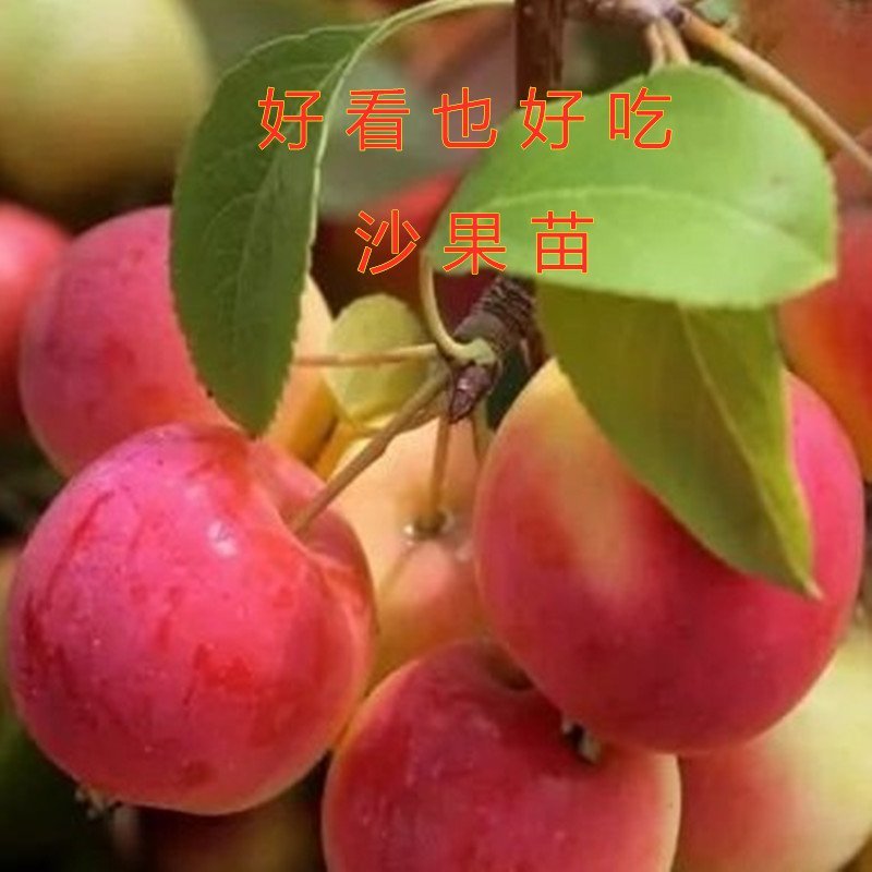 地栽沙果抗严寒好养易活冬红果苗海棠果树苗嫁接果树苗