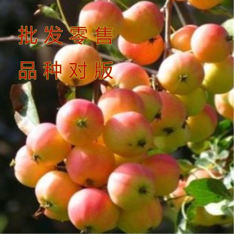 地栽沙果抗严寒好养易活冬红果苗海棠果树苗嫁接果树苗