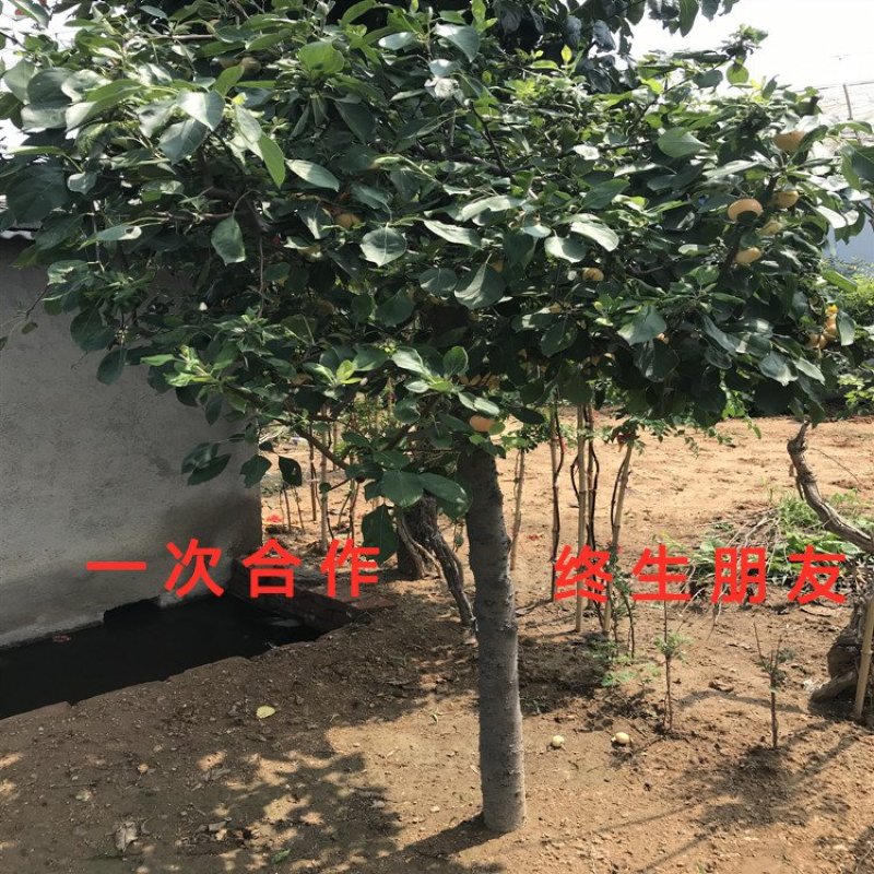 地栽沙果抗严寒好养易活冬红果苗海棠果树苗嫁接果树苗