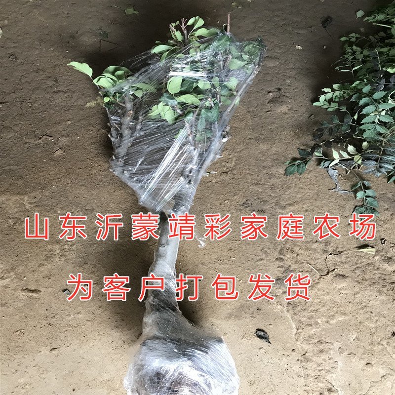 地栽沙果抗严寒好养易活冬红果苗海棠果树苗嫁接果树苗