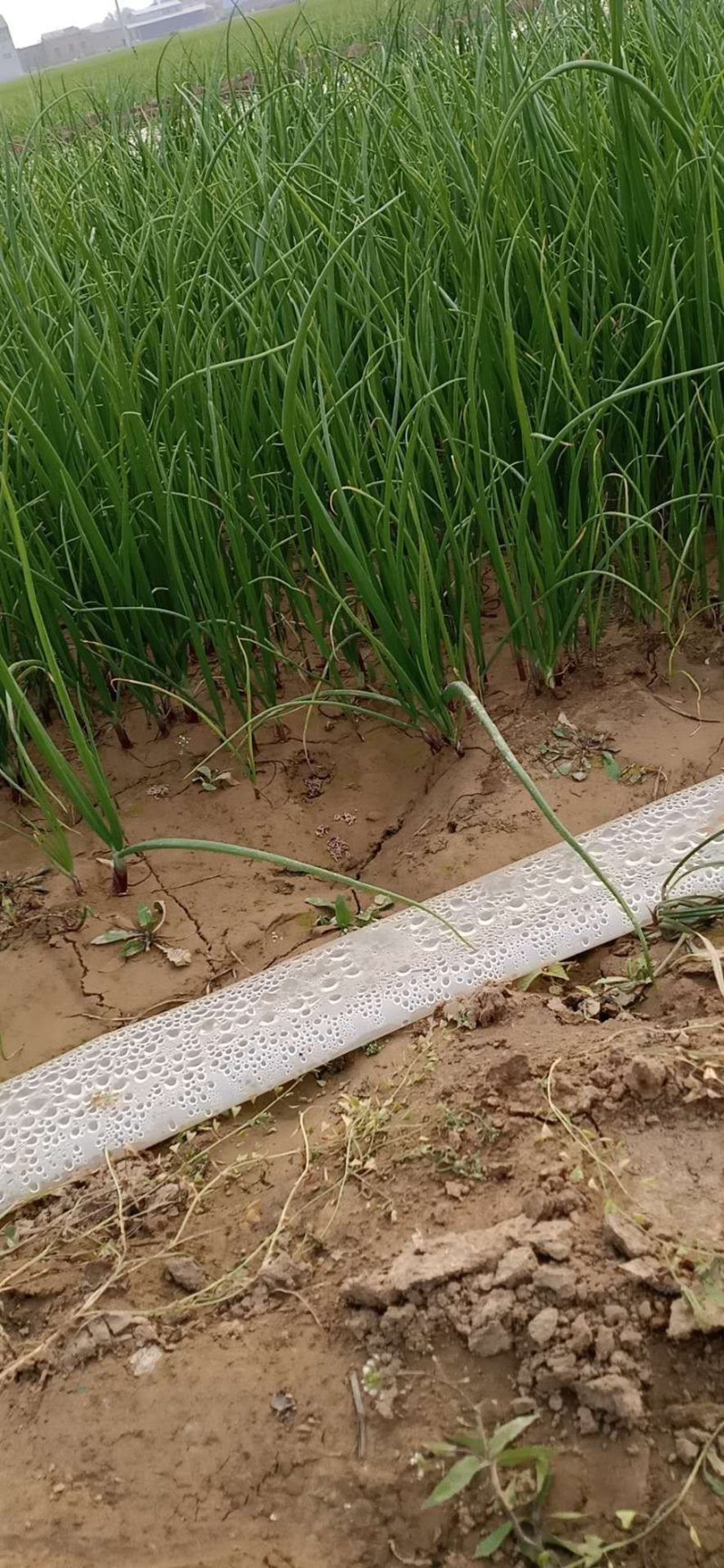 基地直供河西二红洋葱苗紫皮洋葱种苗大量有货