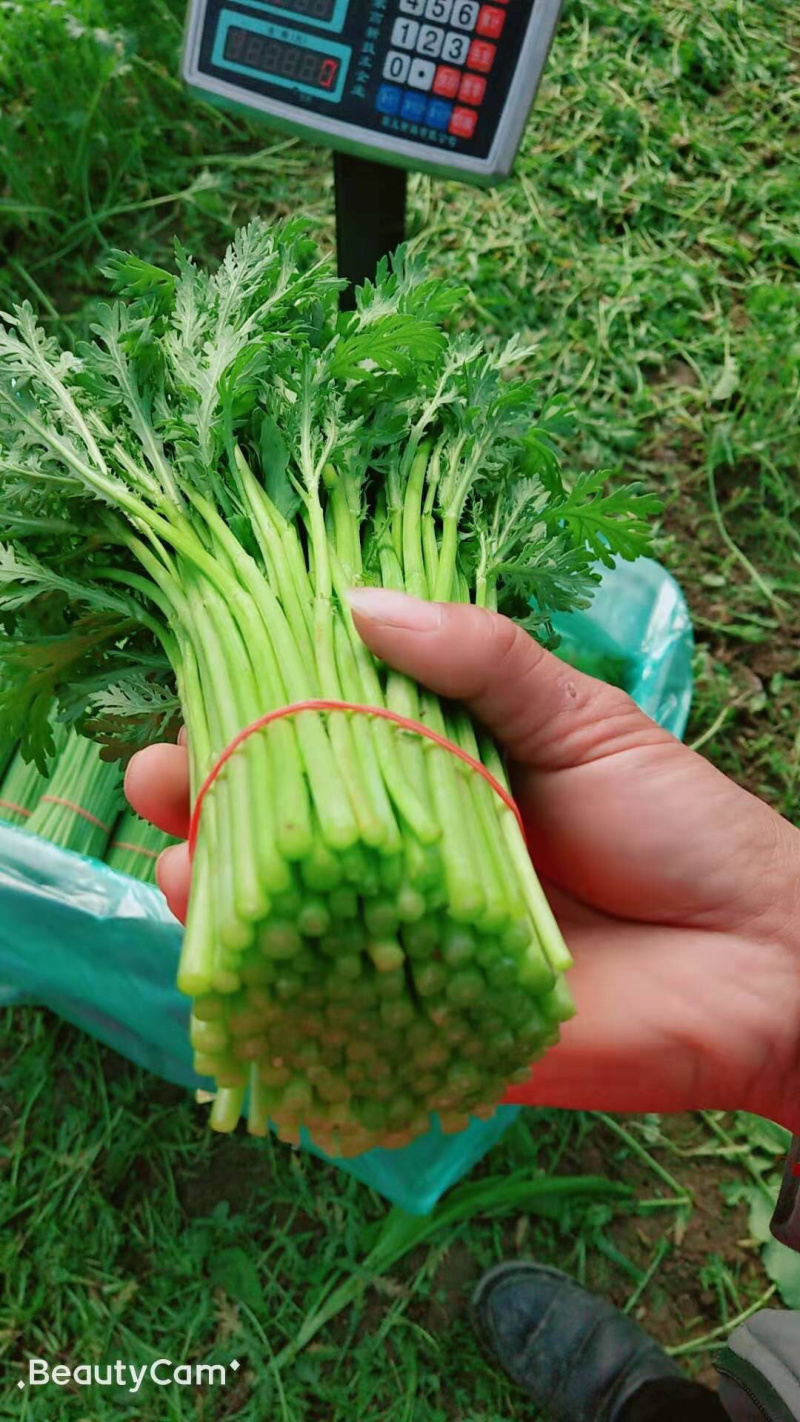 精品光杆茼蒿