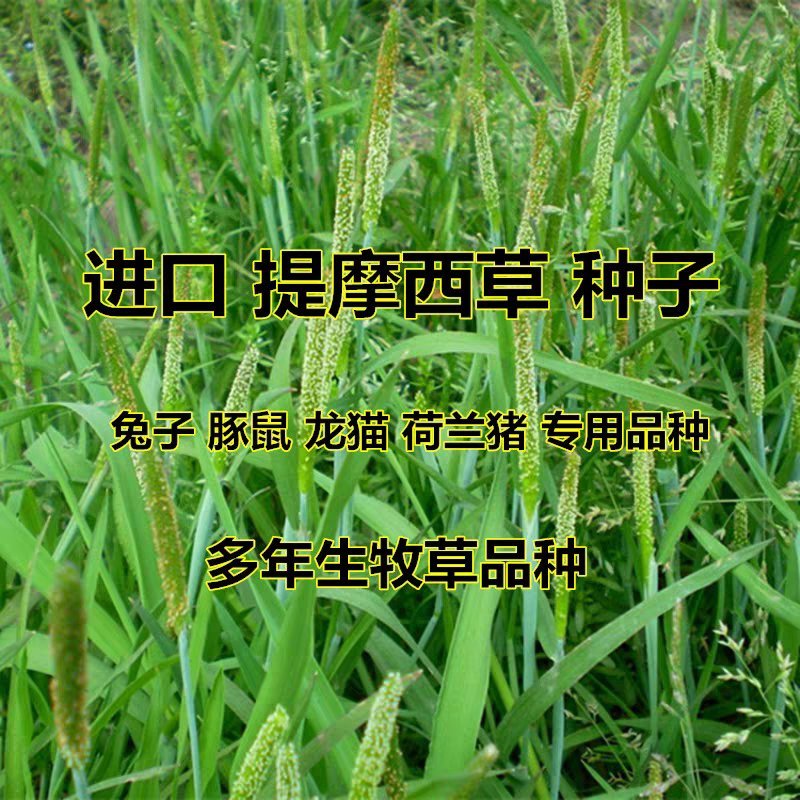 秋季多年生牧草猫尾草提摩西种子龙猫兔子爱吃的草籽草种子夏