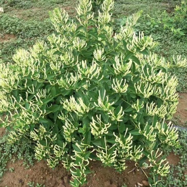 四川金银花千亩种植基地，育苗基地，烘干厂房，一条龙服务