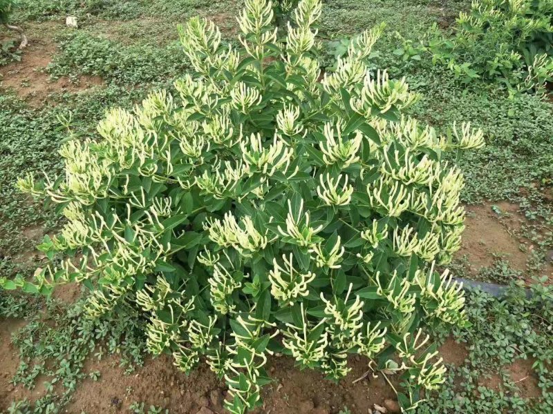 四川金银花千亩种植基地，育苗基地，烘干厂房，一条龙服务