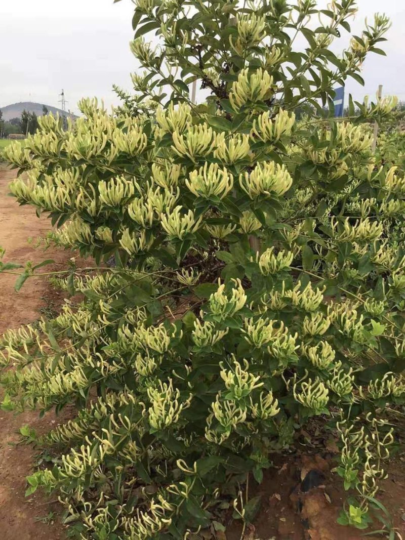 四川金银花千亩种植基地，育苗基地，烘干厂房，一条龙服务