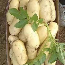 荷兰十五土豆种子！原种！脱毒，抗病强产量高，提供种植技术