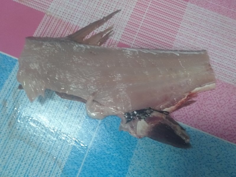 大量鱼排销售