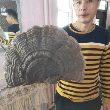 深山树舌灵芝白灵芝长白山本地野灵芝天然长大当天包邮