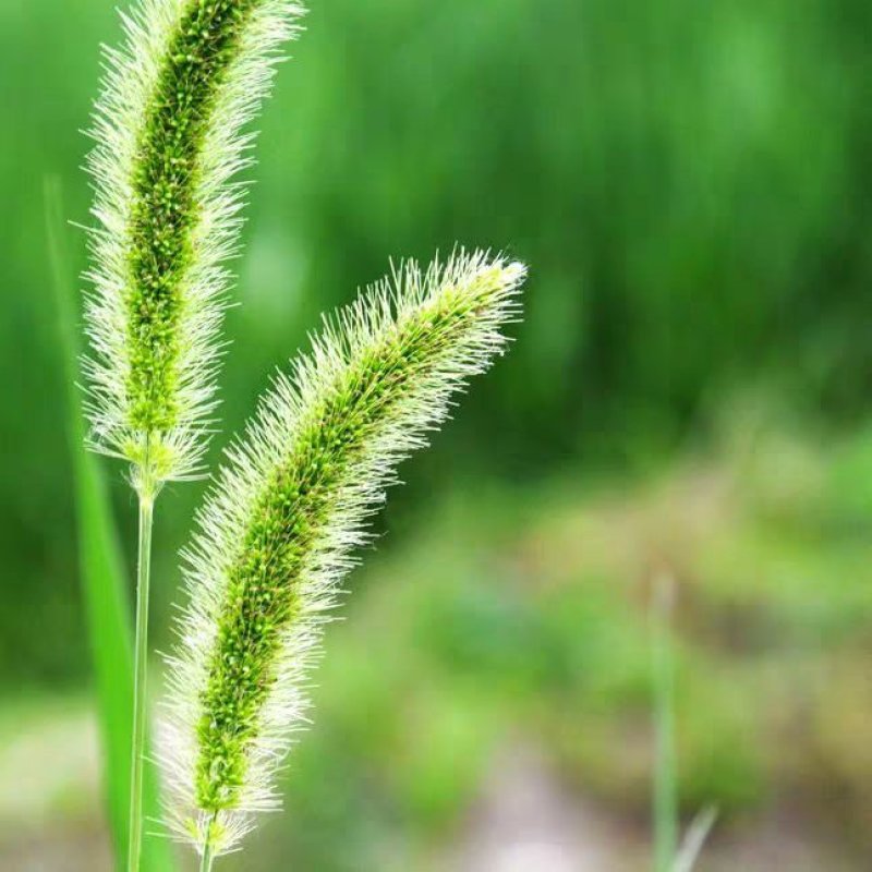 狗尾草种子旱地常见芮草沙漠牧草杂草观赏型护坡狗尾巴草种子
