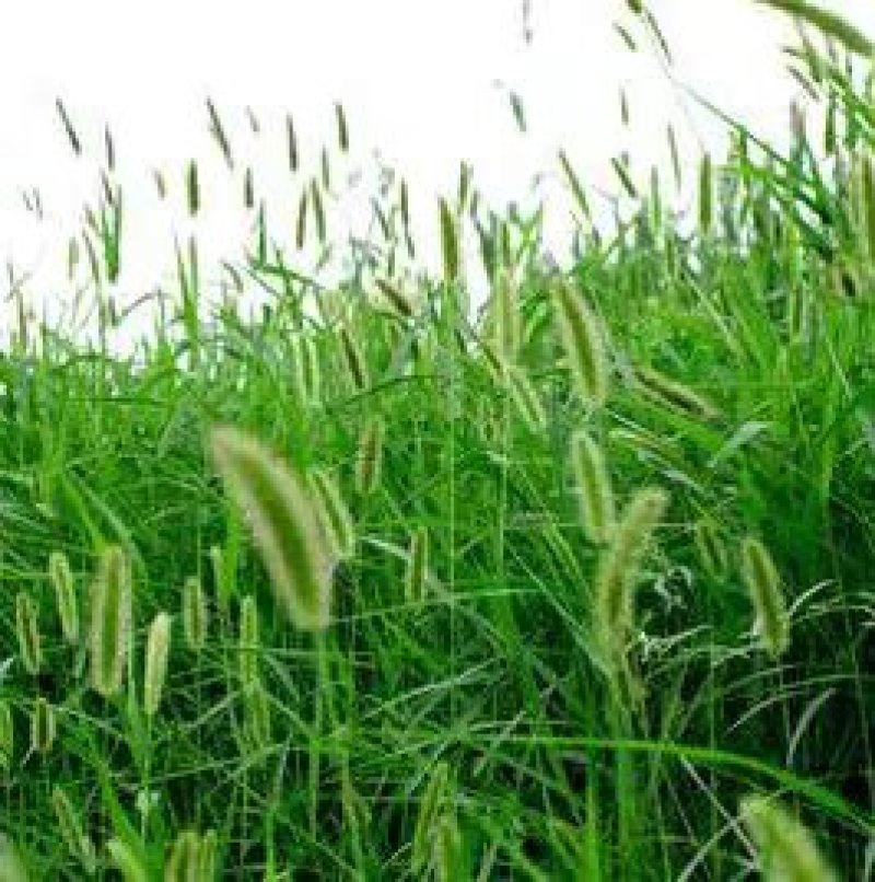 狗尾草种子旱地常见芮草沙漠牧草杂草观赏型护坡狗尾巴草种子
