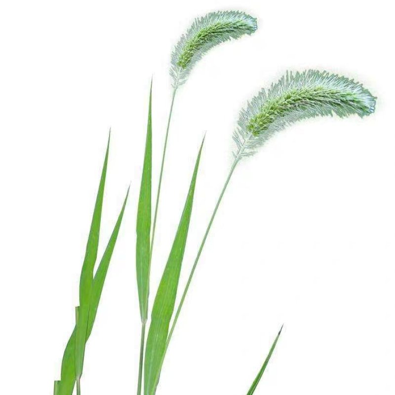 狗尾草种子旱地常见芮草沙漠牧草杂草观赏型护坡狗尾巴草种子