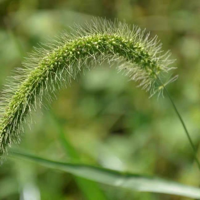 狗尾草种子旱地常见芮草沙漠牧草杂草观赏型护坡狗尾巴草种子