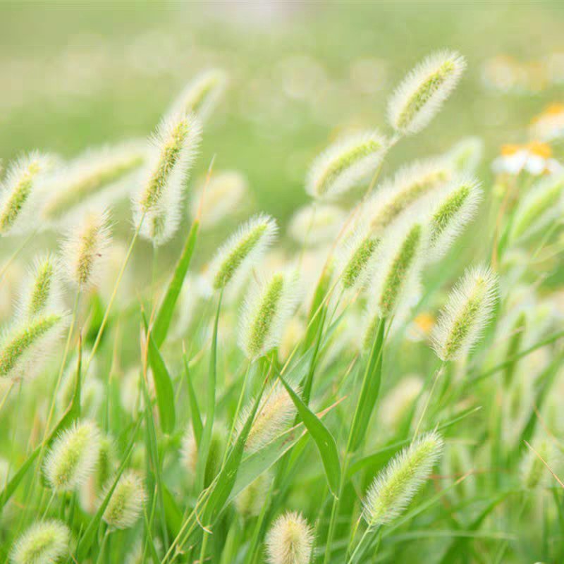 狗尾草种子旱地常见芮草沙漠牧草杂草观赏型护坡狗尾巴草种子