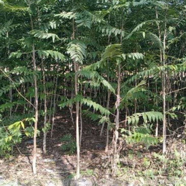 椿树，观赏植物，质优价低