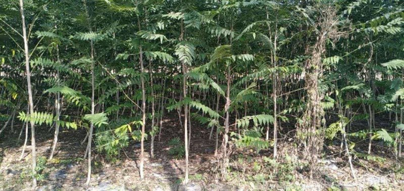 椿树，观赏植物，质优价低