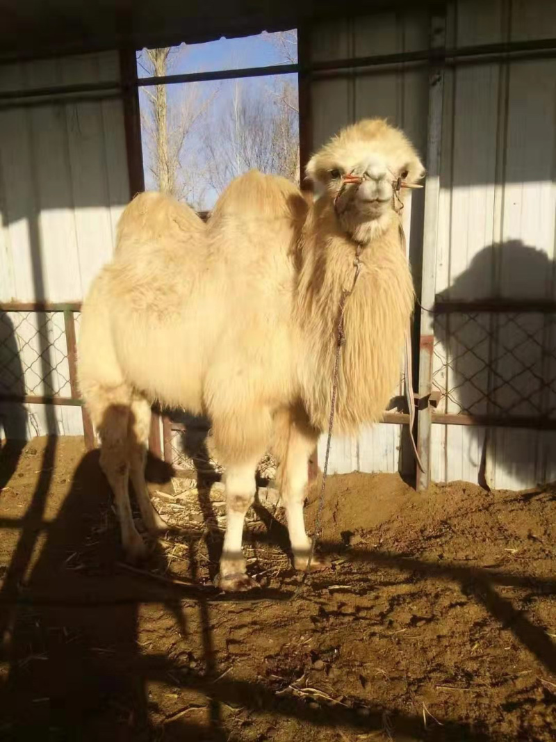 🐫【精品】🐫骆驼产地直销品质保证欢迎选购