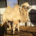 🐫【精品】🐫骆驼产地直销品质保证欢迎选购