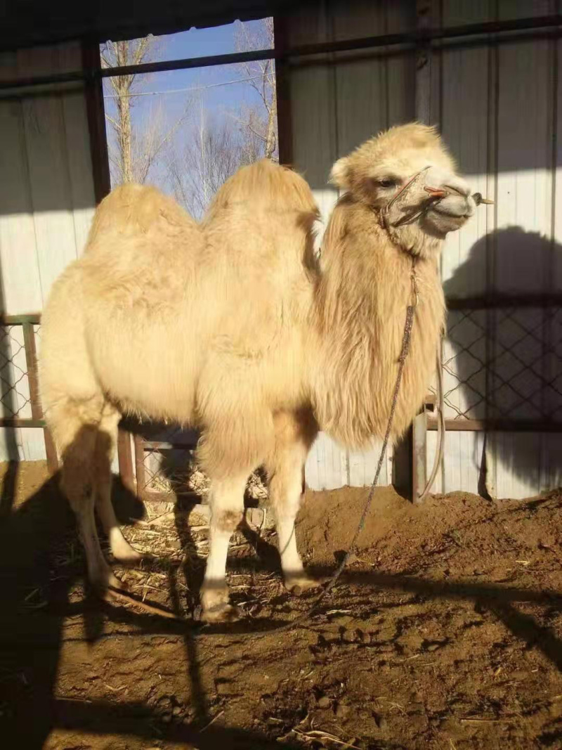 🐫【精品】🐫骆驼产地直销品质保证欢迎选购