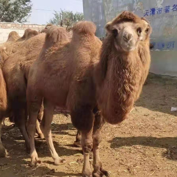 🐫【精品】🐫骆驼产地直销品质保证欢迎选购