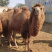 🐫【精品】🐫骆驼产地直销品质保证欢迎选购