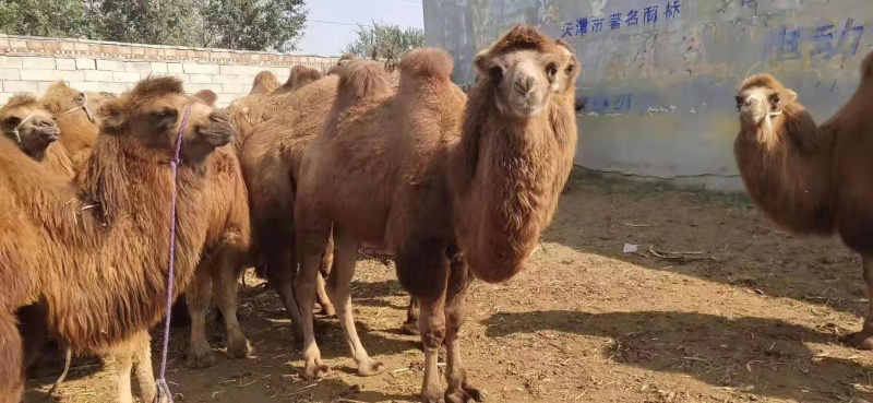 🐫【精品】🐫骆驼产地直销品质保证欢迎选购