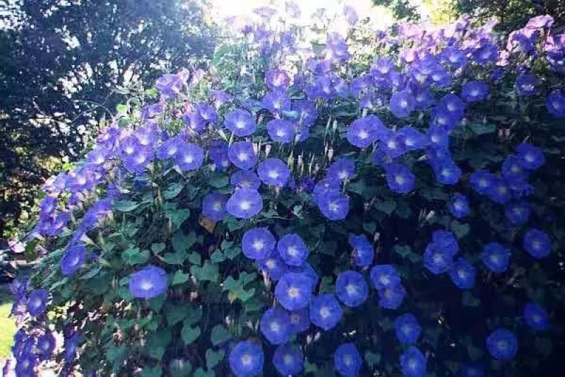 羽叶茑萝花种子庭院爬藤植物五角星花盆栽阳台四季易种活开花
