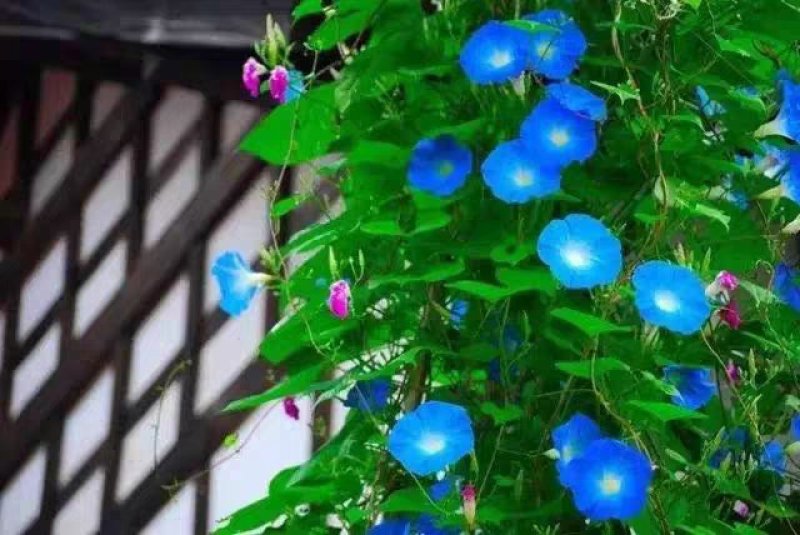 羽叶茑萝花种子庭院爬藤植物五角星花盆栽阳台四季易种活开花