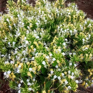 四川基地金银花苗，上门技术指导，两年回本并且盈利