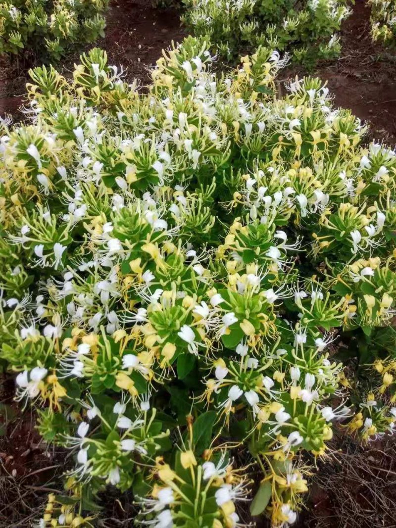 四川基地金银花苗，上门技术指导，两年回本并且盈利