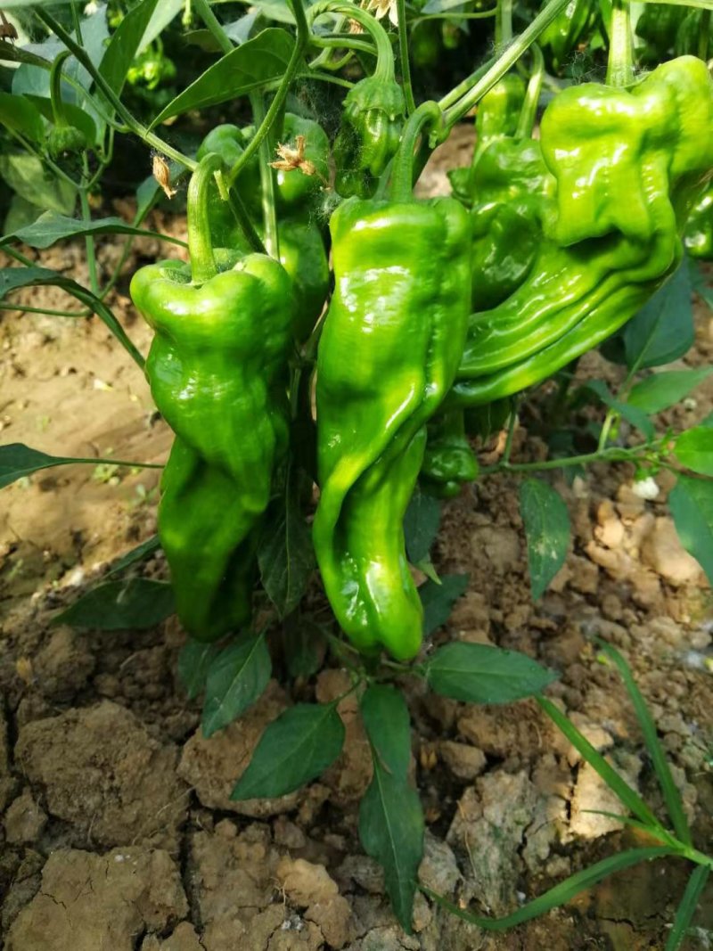 薄皮菜椒苗，泡椒，陇椒